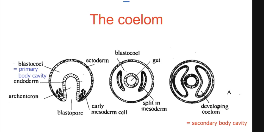 <ul><li><p>secondary body cavity </p></li><li><p>blastocoel is primary body cavity </p></li><li><p>cells of mesoderm occupy primarily body cavity, then split in a way to themselves form a secondary body cavity.</p></li></ul><p></p>