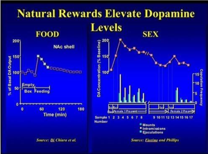 <p>2 cheeseburgers</p><p></p><p>food produces less dopamine than sex</p>