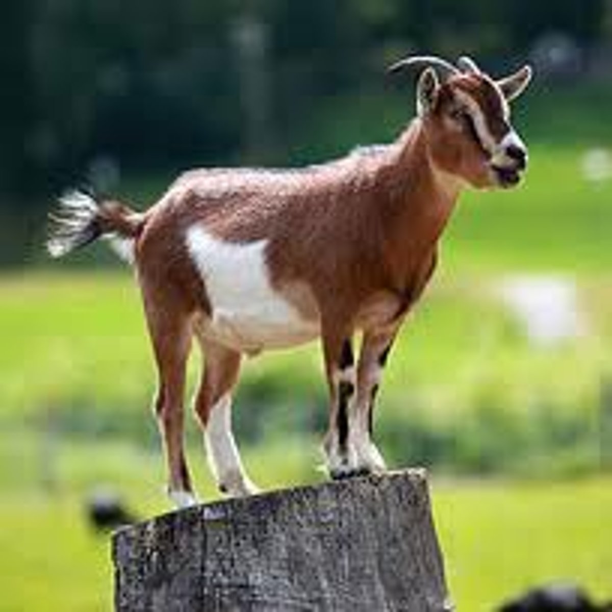 <p>goat</p>