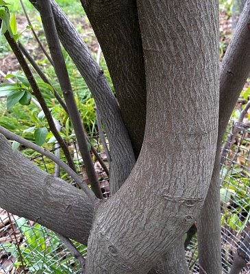 <p>serviceberry, Amelanchier arborea, Rosaceae</p>