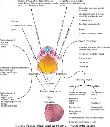 <p>By <strong>outpocketing</strong> from the <strong>primitive gut</strong>, leading to <strong>endothelial linings</strong> or <strong>secretory cells</strong>.</p>