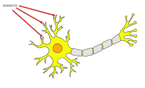 <p><span>small branches radiating from the cell body that receive messages from other cells and transmit those messages toward the rest of the cell</span></p>