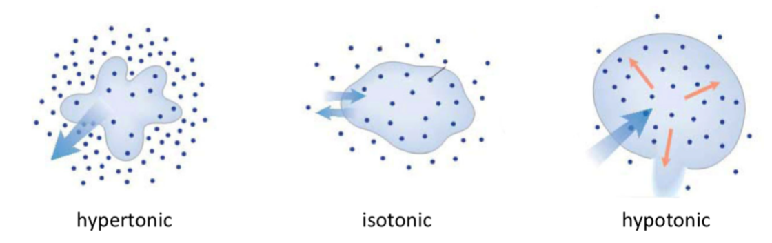 <ul><li><p>the ability of a solution to change shape or tone of a cell</p><ul><li><p>water moves across PM due to “non-penetrating” solutes</p></li></ul></li></ul><p></p>