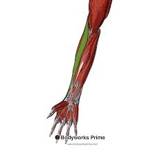flexor of the forearm