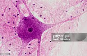 <p>Branched neuronal process that receives signals.</p>