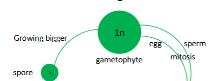 <p>gametophyte and spore</p>