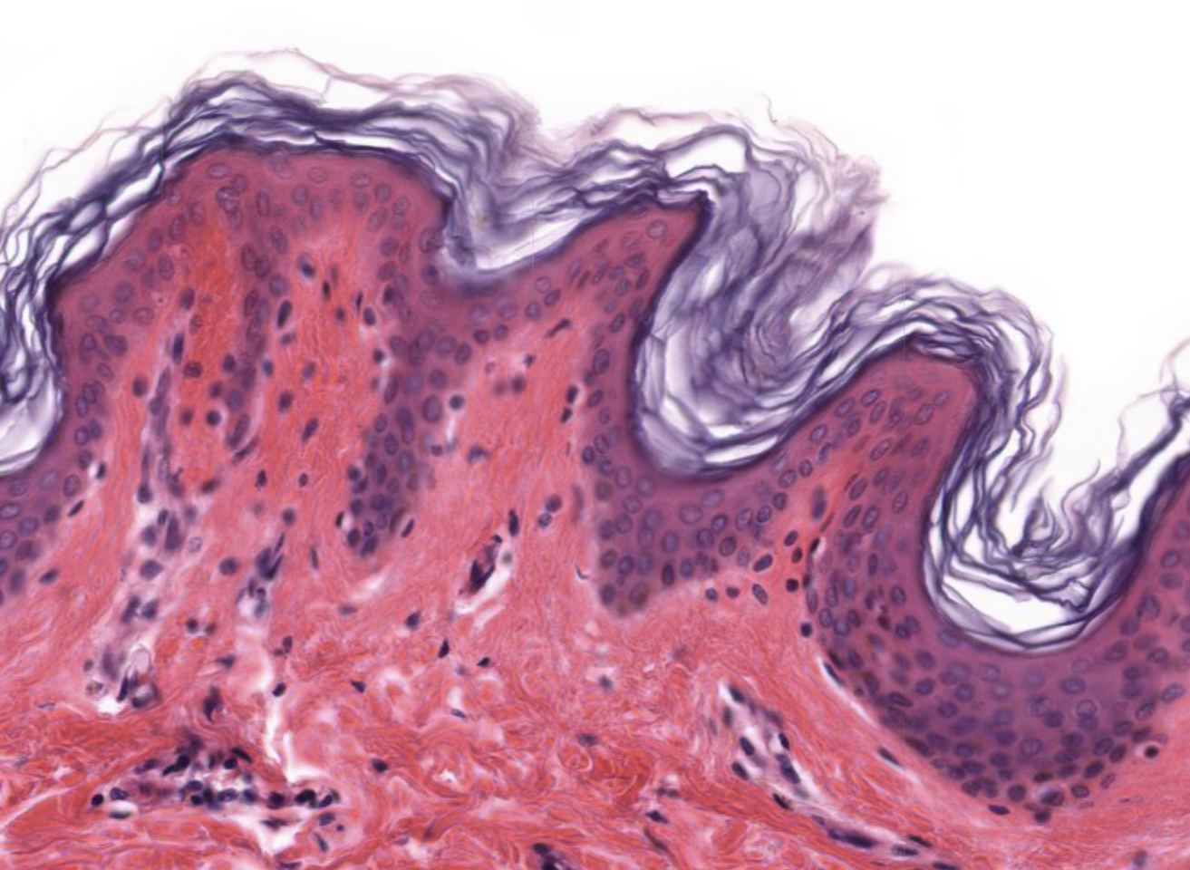 <p>what is shown in this image? </p>