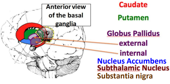 <ul><li><p class="">Includes striatum, globus pallidus, nucleus accumbens, subthalamic nucleus, substantia nigra</p></li><li><p class="">Regulates motor function</p></li><li><p class="">Needs dopamine from substantia nigra</p></li><li><p class="">Nucleus accumbens = reward system</p></li><li><p class="">Impairment = addiction, depression, schizophrenia</p></li></ul><p></p>