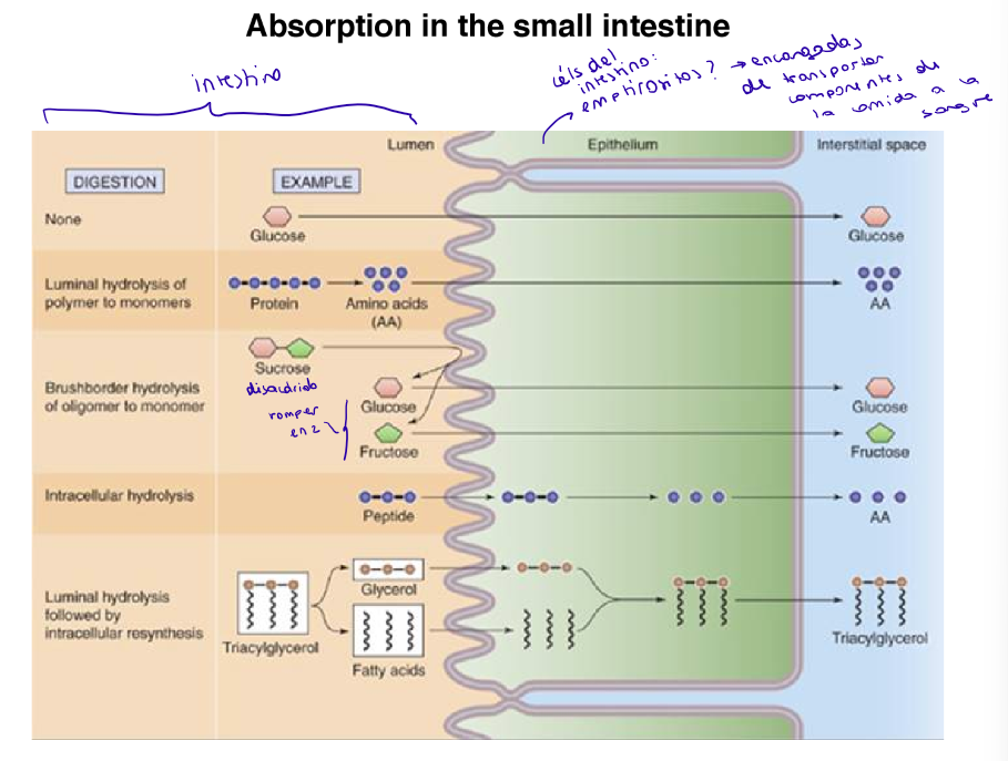 <p>Son las células del intestino encargadas de transportar los componentes de la comida a la sangre</p>