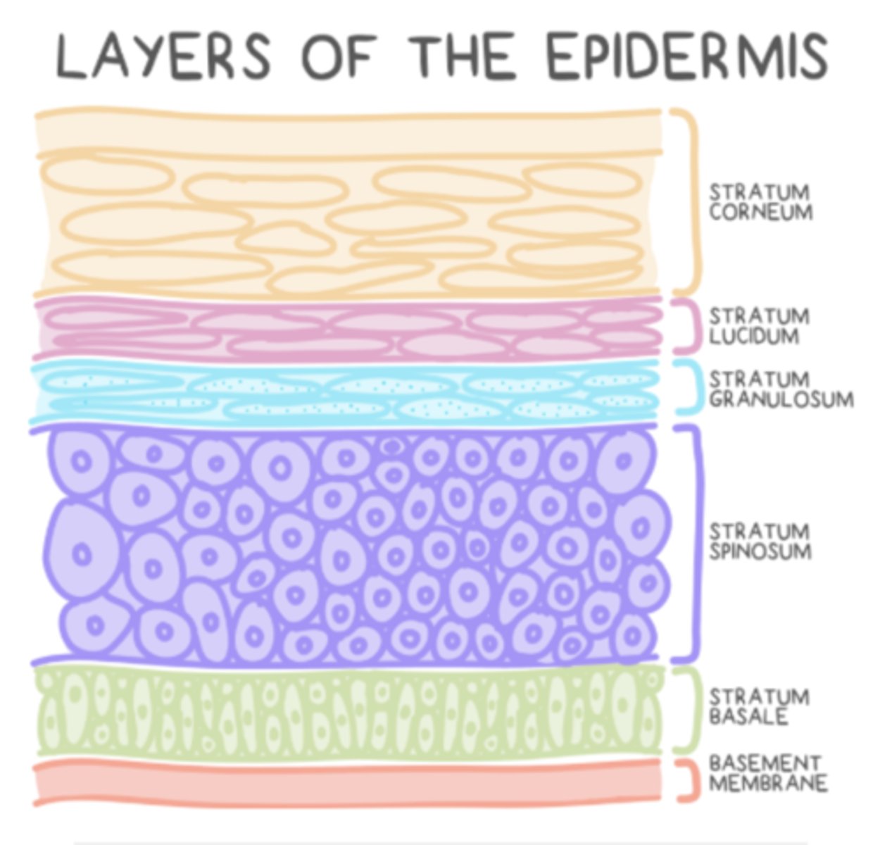 <p>Come Lets Get Some Beers/Come Lets Go Sun Bathing</p><p>stratum Corneum</p><p>stratum Lucidum</p><p>stratum Granulosum</p><p>stratum Spinosum</p><p>stratum Basale</p>
