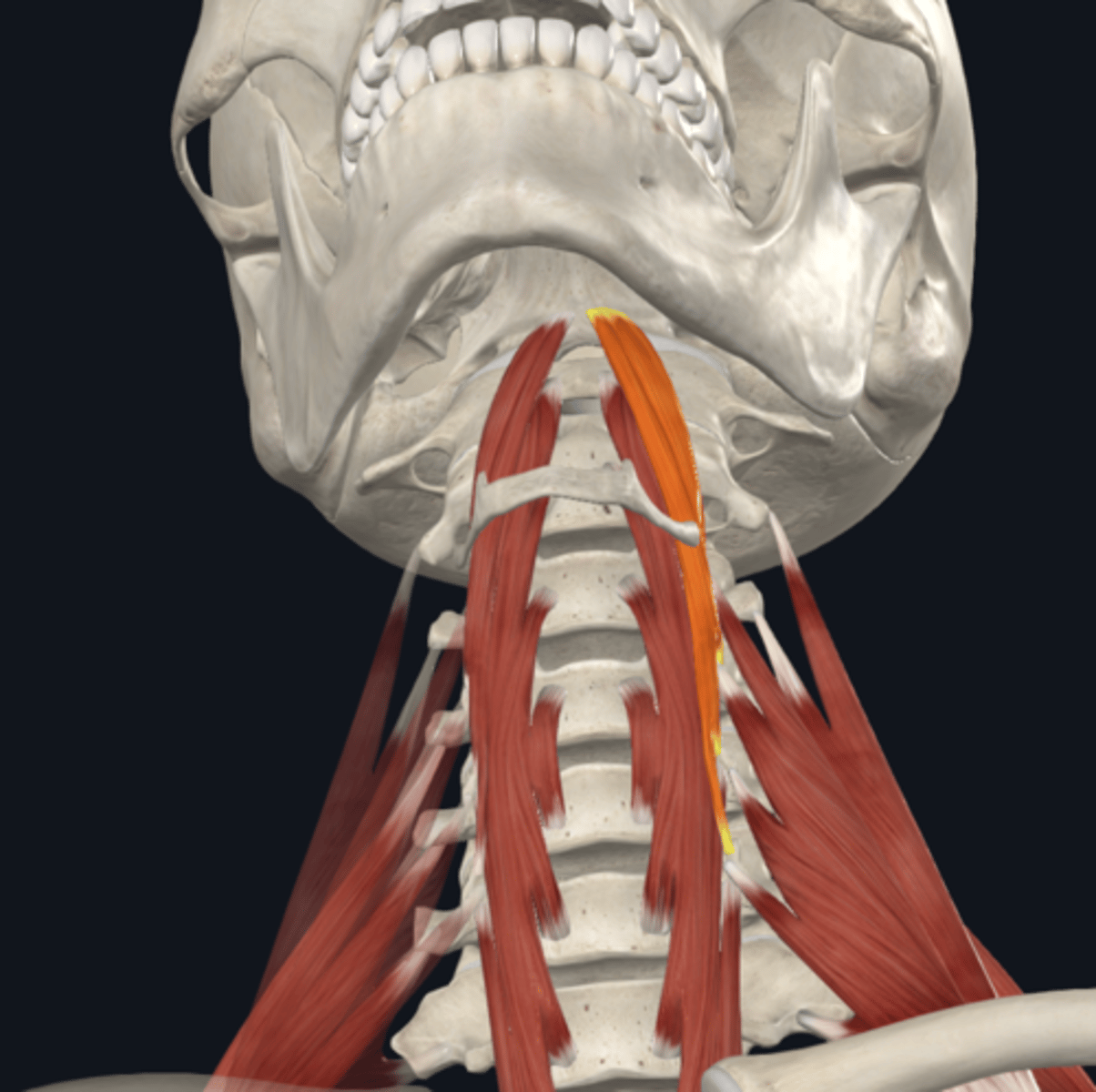 <p>What is the Longus capitis muscle innervated by?</p>