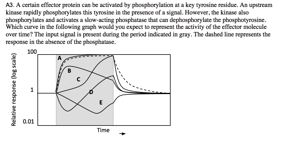 <p>A certain effector protein can be activated by phosphorylation at a key threonine residue. An upstream kinase rapidly phosphorylates this threonine in the presence of a signal. How ever, the kinase also phosphorylates and activates a slow-acting phosphatase that can dephosphorylate the . phosphothreonine. Which curve in the graph would you expect to represent the activity of the effector molecule over time? The input signal is present during the period indicated in gray. The dashed line represents the response in the absence of phosphatase.</p><p>A. line A</p><p>B. line B</p><p>C. line C</p><p>D. line D</p><p>E. line E</p>