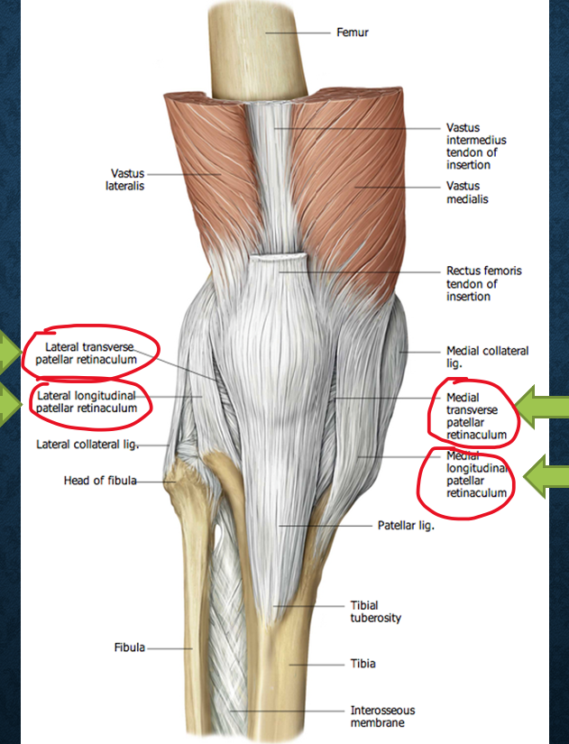 fascia that stabilizes a tendon 