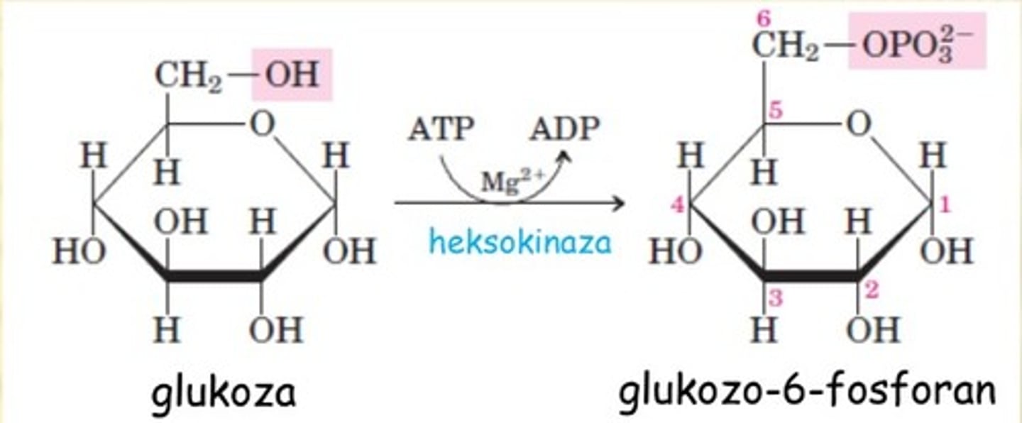 <p>-nieodwracalna</p><p>-kat: <em>heksokinaza</em> (a w wątrobie <em>glukokinaza)</em></p><p>glukoza——> <strong>glukozo-6-fosforan</strong></p>