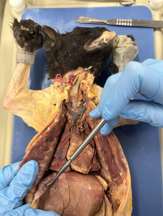 <p>there is a small space between the visceral pleura and the parietal pleura called ___________ and filled with ____________. (ignore probe)</p>