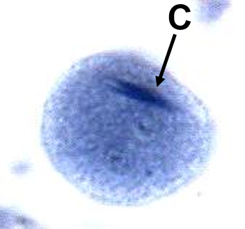 <p>whats this</p>
