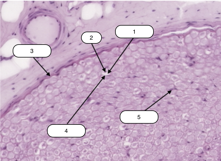 <p>Identify the structure labeled #1</p>