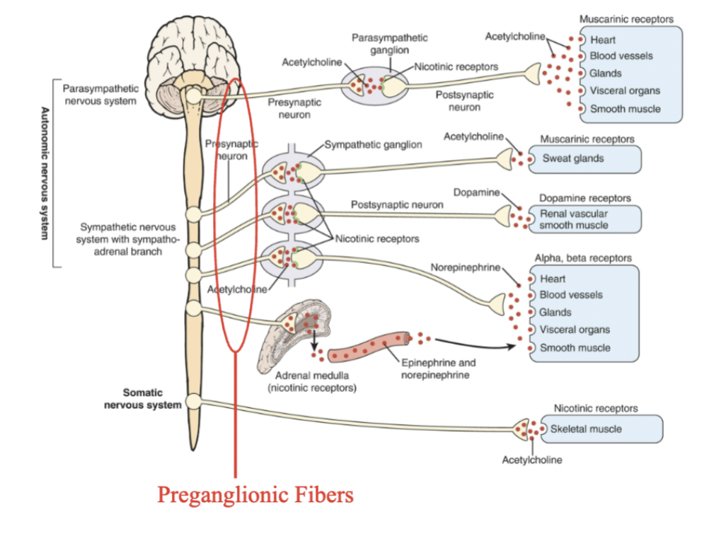 <ul><li><p>Located outside the CNS&nbsp;+ exit from areas of the spinal cord</p></li><li><p>Preganglionic fibers originate from <span style="color: var(--clrSquiggleHighlightTextColor, #000000)">cell</span> located in the brainstem or spinal cord and project to a ganglion</p></li><li><p>Apart of SNS and PNS&nbsp;</p></li><li><p><strong>All preganglionic fibers use acetylcholine (ACh) as their neurotransmitter</strong></p><ul><li><p>The ACh acts on nicotinic receptors located on the ganglion cells.&nbsp;</p></li></ul></li></ul>