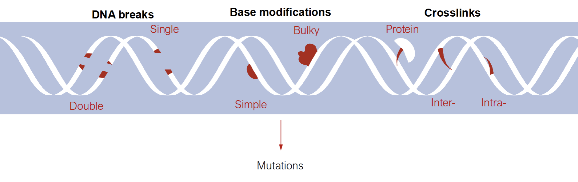 <p>DNA breaks</p><p>Base modification</p><p>Crosslinks</p>