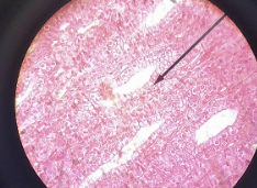 <p>Location: Lining of the digestive tract (stomach)</p><p>Function: Protect, absorb, and secrete&nbsp;</p>