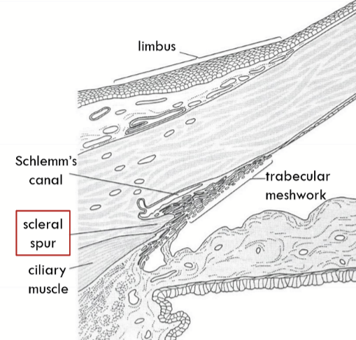 <ul><li><p>Made of dense collagen fibers</p></li><li><p>an annular ridge</p></li><li><p>an attachment site </p></li></ul><p></p>