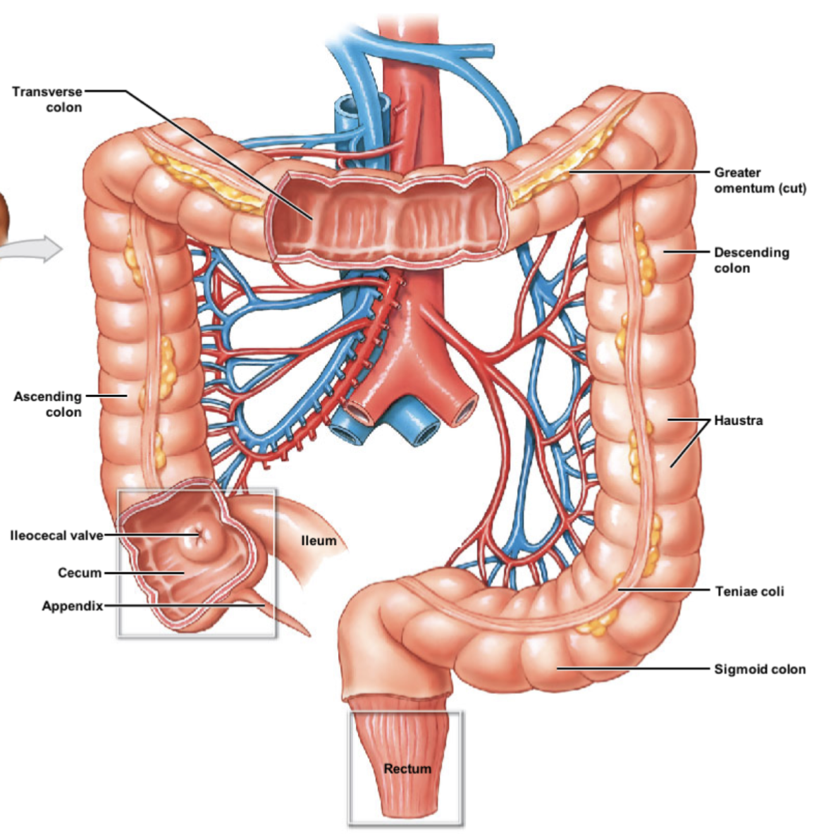 ileocecal valve → cecum → ascending colon → transverse colon → descending colon → sigmoid colon → rectum