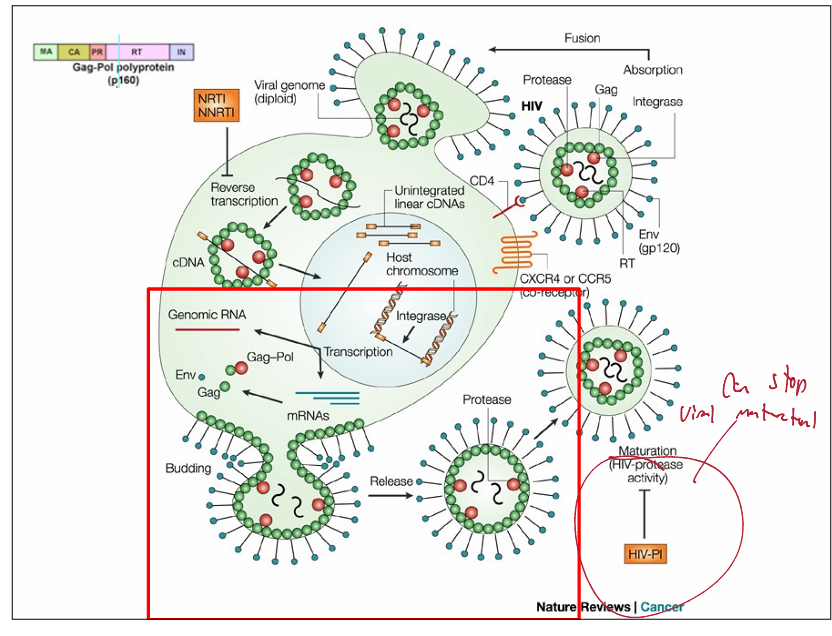 <ul><li><p>Late phase involves expression of viral RNA, viral protein synthesis and assembly of virions</p><ul><li><p>Envelope proteins go through the host secretory pathway= expressed on PM</p></li><li><p>budding occurs at sites where envelope proteins cluster</p></li></ul></li></ul><p></p>