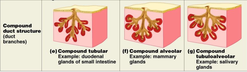 <ol><li><p>Tubular</p></li><li><p>Alveolar</p></li></ol><p></p>