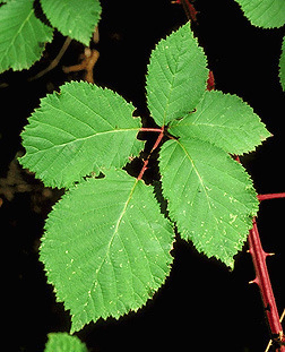 <p>common blackberry</p><p>Family: Rosaceae</p><p>- Thorns everywhere</p>