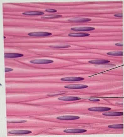 <p>What tissue is this?</p>