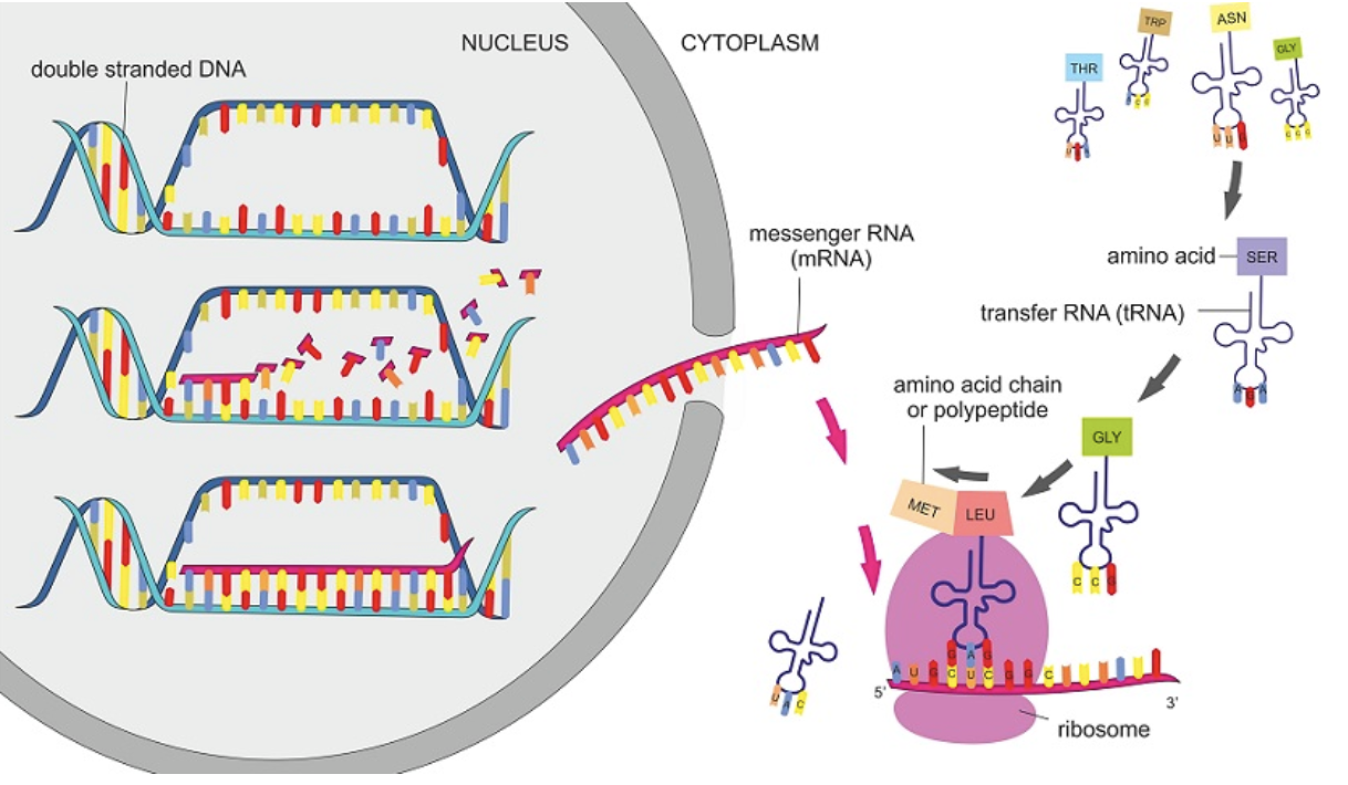 <p>Steps of protein synthesis Advanced</p>