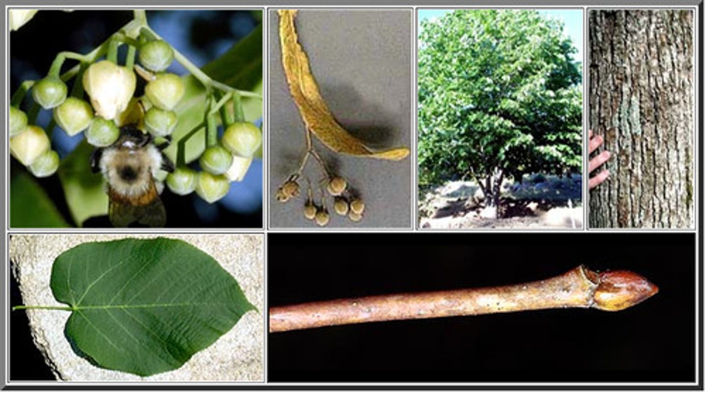 <p>American basswood, American linden</p>