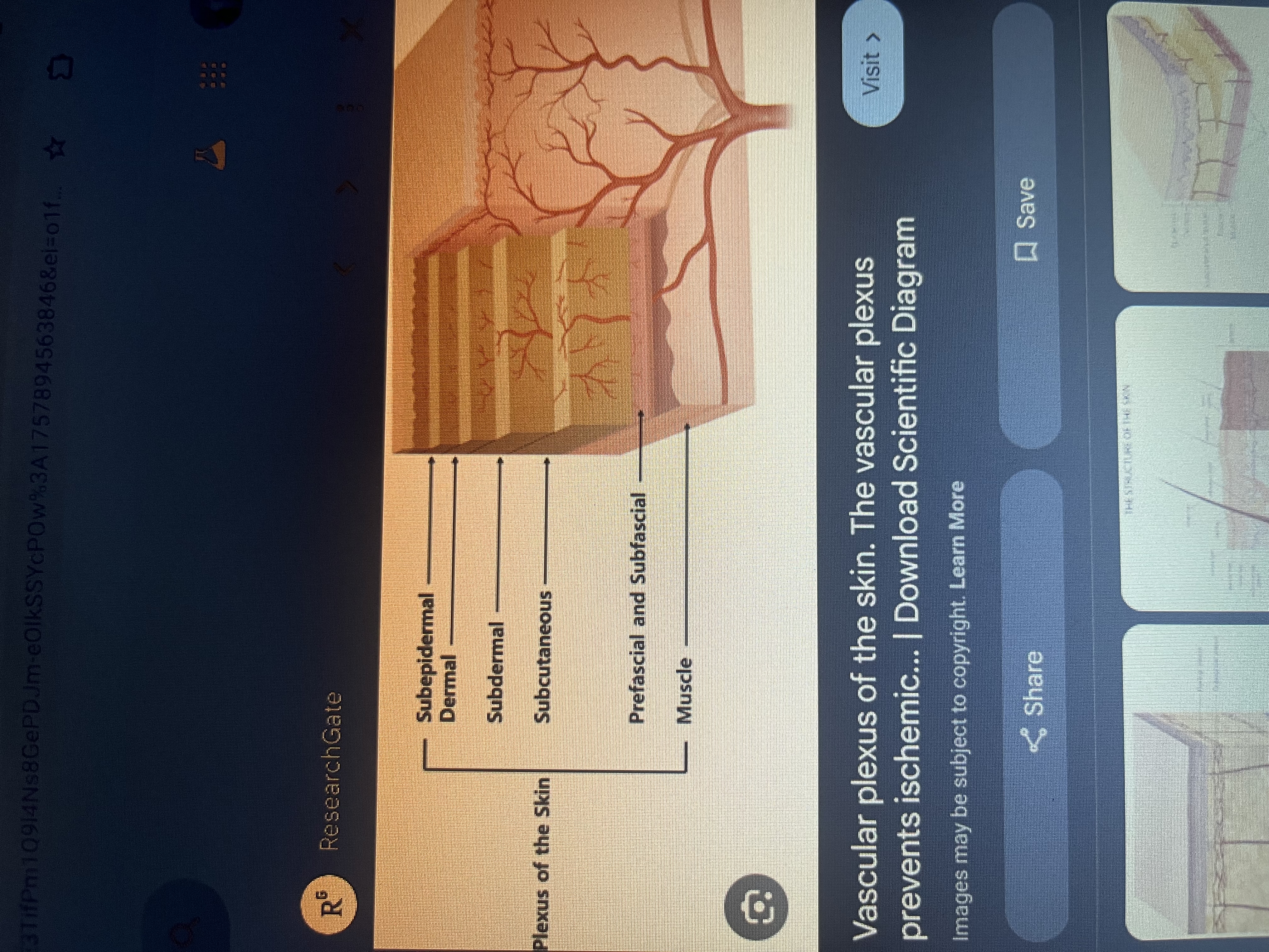 <p>Cutaneous plexus</p>