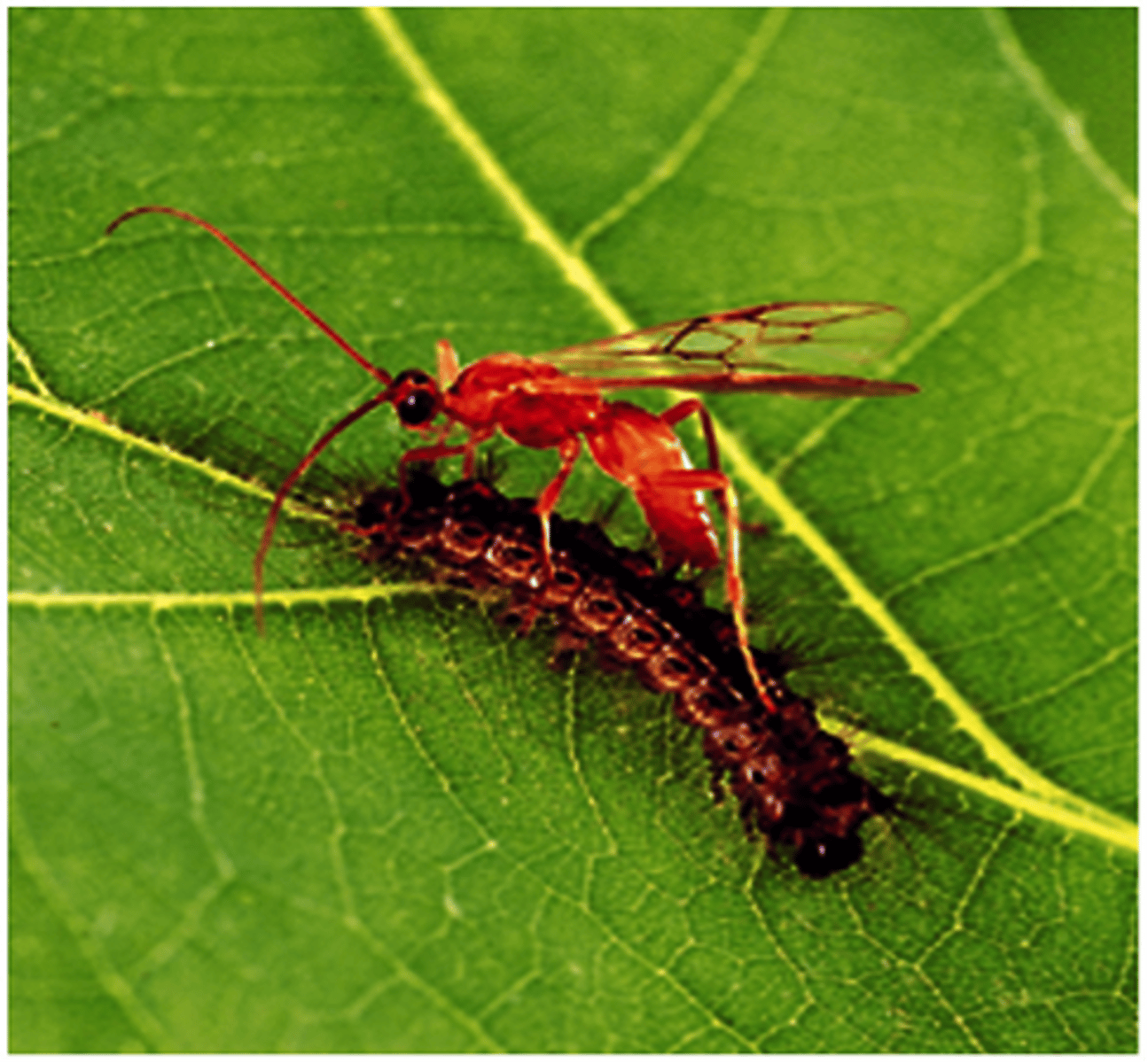 <p>A specialized type of predator that lays eggs inside other organisms - referred to as its host</p>