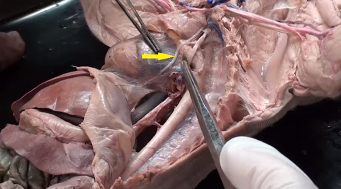 <p>Phrenic nerve</p>