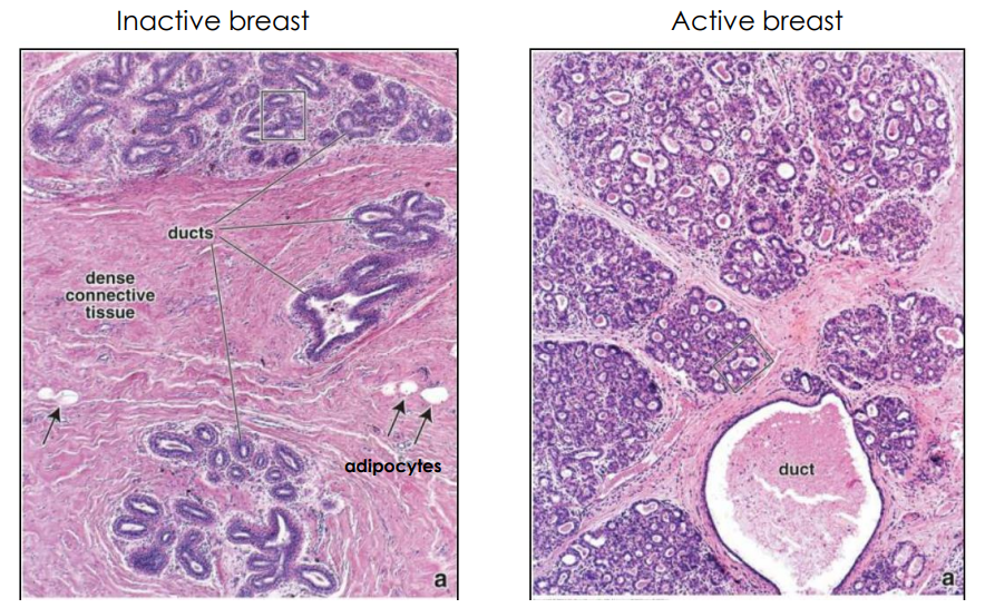 <p>Inactive Vs Active Breast DIAGRAM</p>