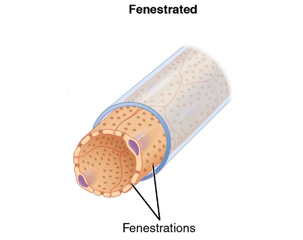 <ul><li><p>Small gaps in the endothelial cell lining layer → fluid is forced through these gaps at the arterial end</p></li></ul><ul><li><p>Erythrocytes &amp; large plasma proteins are too big to leave the plasma &amp; enter the tissue fluid</p></li></ul><p></p>