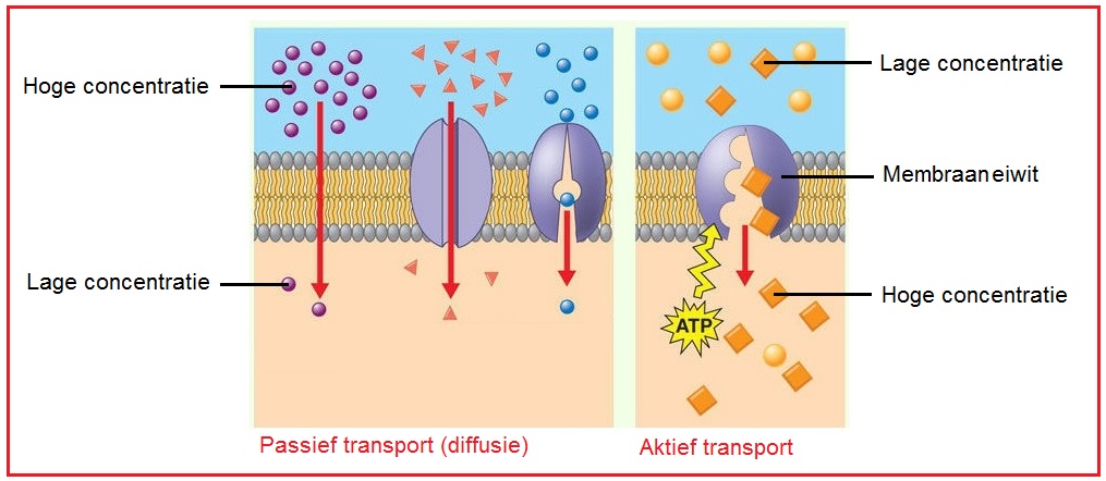 <ul><li><p>Passief transport:</p><ul><li><p>Channel mediated transport</p></li><li><p>Transporter mediated transport</p></li></ul><p></p></li><li><p>Actief transport: (kost energie in de vorm van ATP).</p></li></ul>