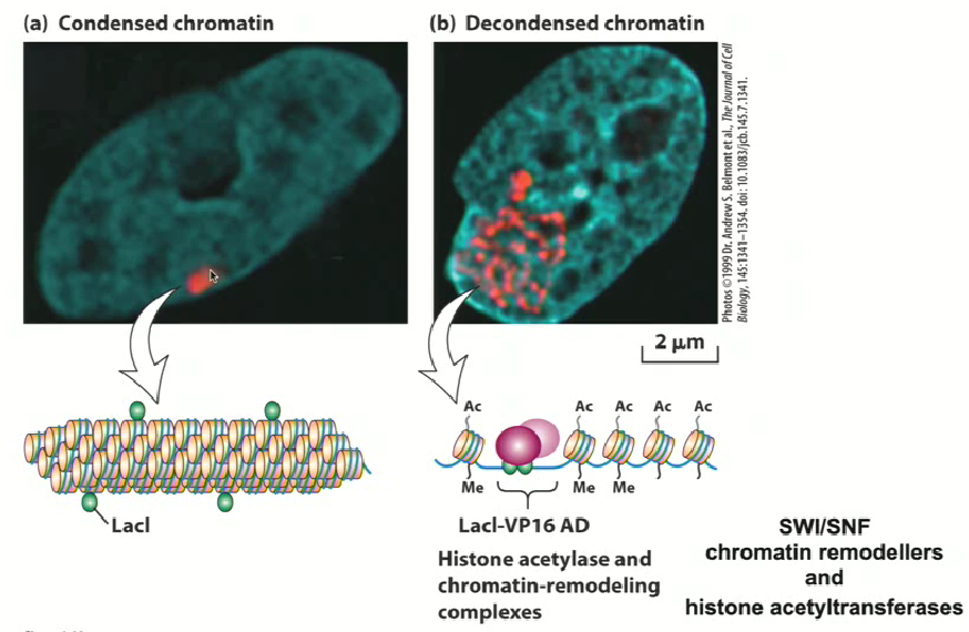 <ul><li><p>Can trigger the decondensation of chromatin in order to activate genes</p></li><li><p>An experiment was done to show this <strong>used heterologous factors, which affect the configuration of the chromatin and examining how these heterologous factors can actually affect configuration of the chromatin in the cell</strong></p></li></ul><ol><li><p>Researchers want to put in specific sequences that are not normally present in the organism</p></li><li><p>They introduced the lac operon DNA binding sites (where lac repressor will recognize)</p></li><li><p>They can now express the lac repressor which can be seen with an antibody tag</p></li></ol><ul><li><p>in diagram a, the chromatin is very compressed</p></li></ul><ol start="4"><li><p><strong>They take the lac repressor and add on a transcriptional activation domain called VP16</strong></p></li></ol><ul><li><p>in diagram b, the chromatin is decondensed and all over the cell → <strong>this proves the idea that just by putting a transcriptional activation domain on a DNA binding factor can change the configuration of chromatin</strong></p></li></ul><p></p>