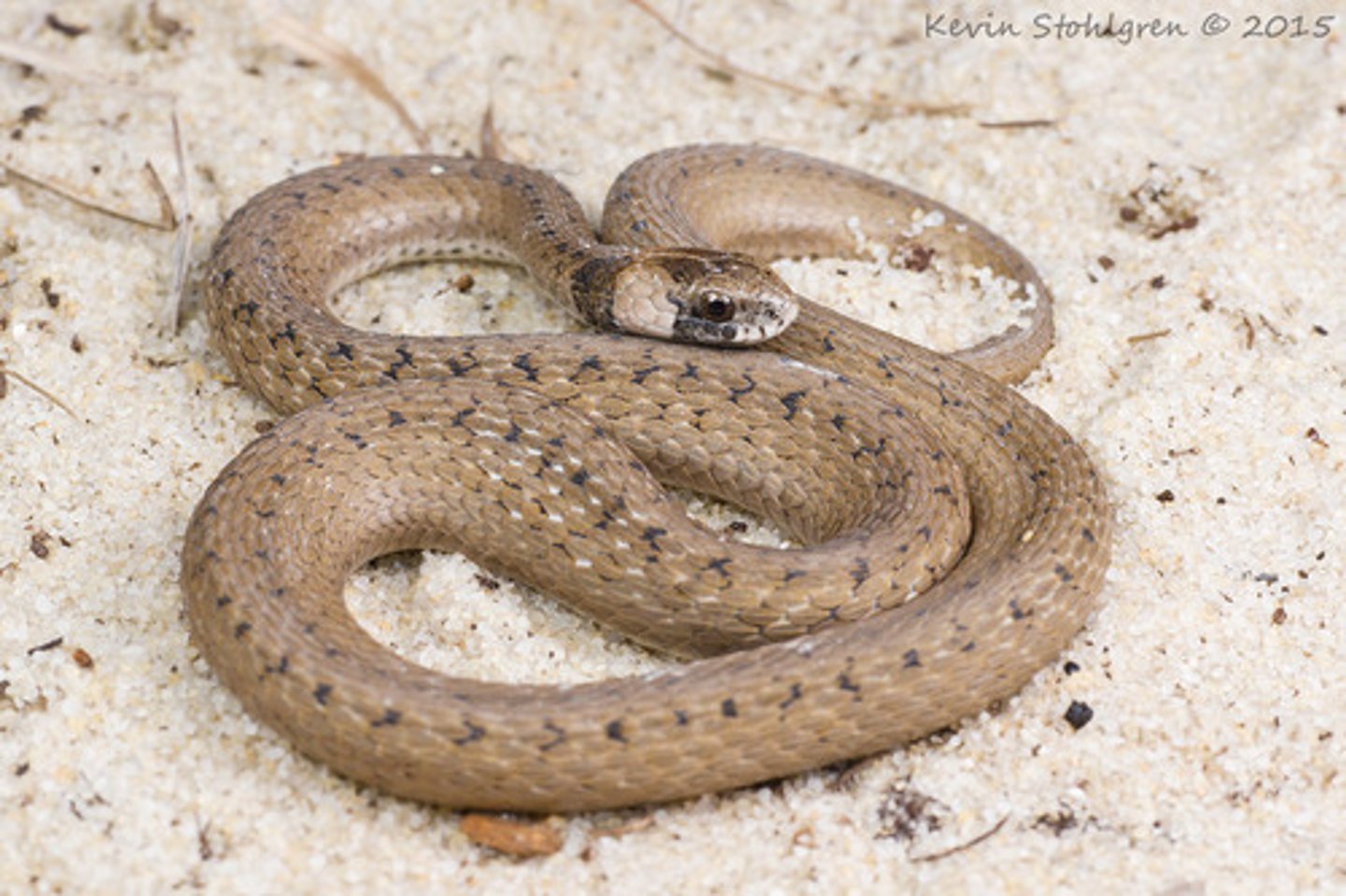 <p>Florida brown snake</p>