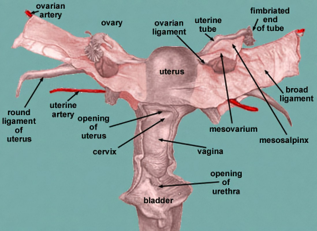 <p>A. Mesovarium</p><p><strong>broad ligament</strong> is a wide fold of peritoneum that supports the uterus, fallopian tubes, and ovaries. It has three parts:</p><ul><li><p class=""><strong>Mesometrium:</strong> largest part, adjacent to the uterus</p></li><li><p class=""><strong>Mesosalpinx:</strong> surrounding the fallopian tubes</p></li><li><p class=""><strong>Mesovarium:</strong> a small part that attaches the <strong>ovary</strong> to the broad ligament and contains the <strong>ovarian vessels</strong></p></li></ul><p></p>