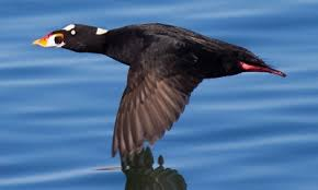 <p><span><span>Melanitta perspicillata</span></span></p>