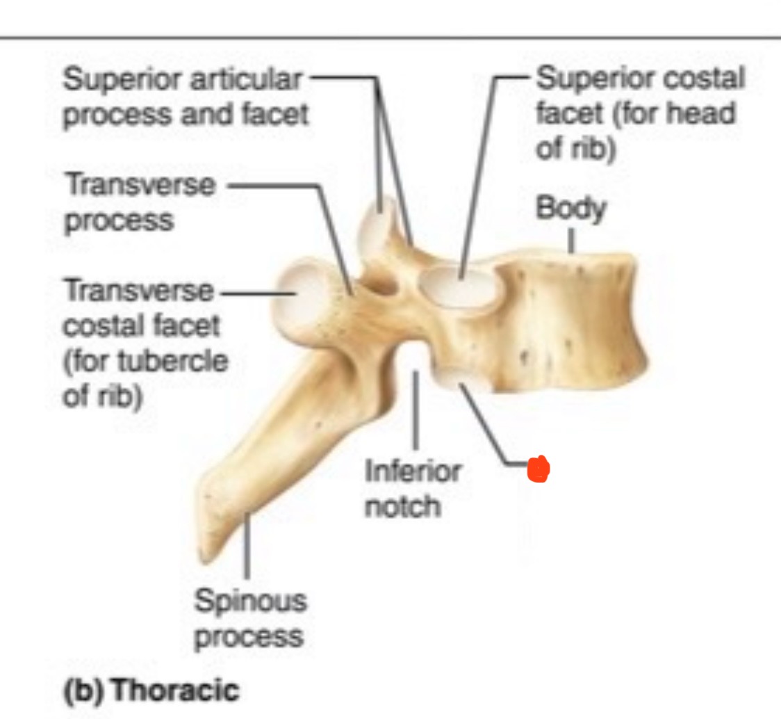 <p>Thoracic vertebrae</p>