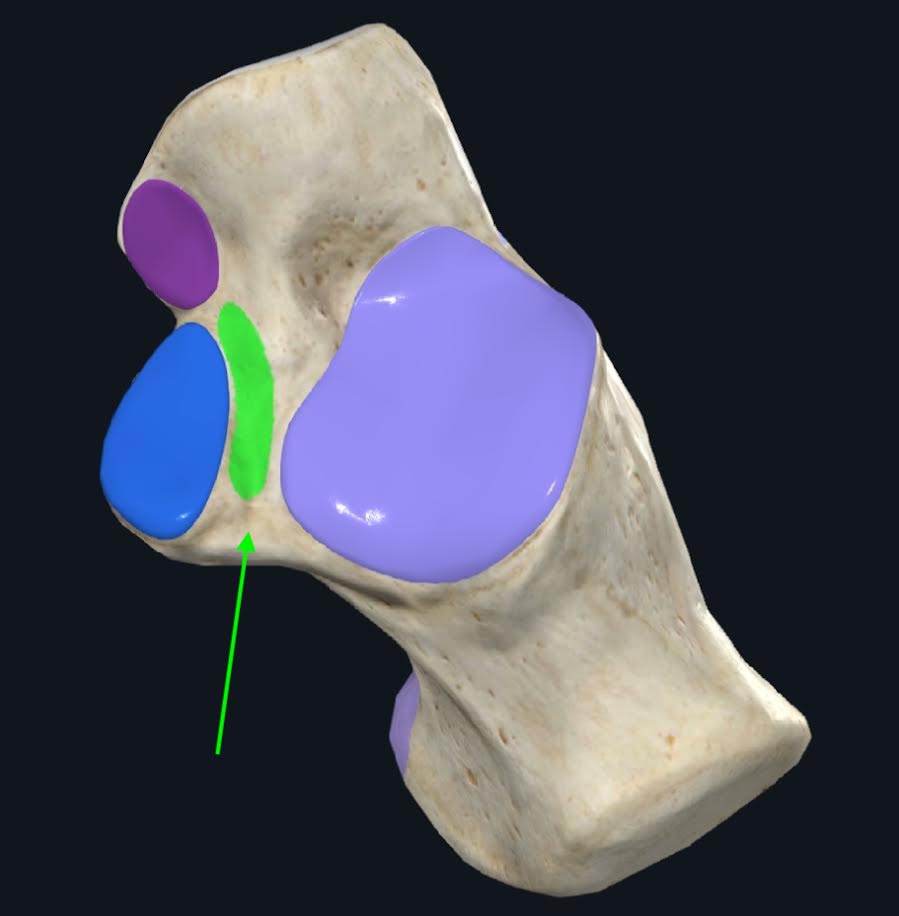 <p>Se encuentra entre las caras articulares media y posterior</p>