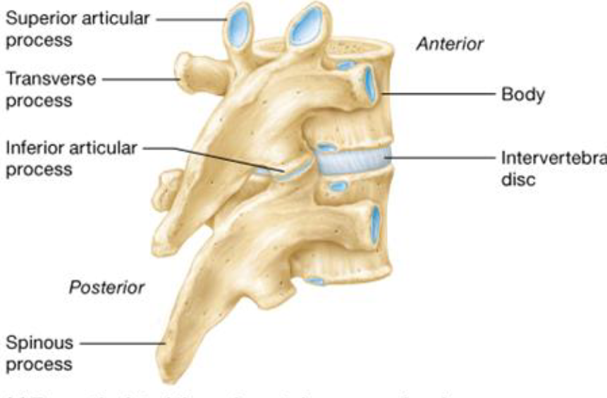 <ul><li><p><strong>Spinous Processes</strong>: posteriorly</p></li><li><p><strong>Transverse Processes: </strong>laterally</p></li><li><p><strong>Superior</strong> <strong>Articular Process: </strong>superiorly</p></li><li><p><strong>Inferior Articular Process: </strong>Inferiorly</p></li></ul><p></p>