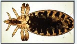 <p>Sucking louse-cattle</p>
