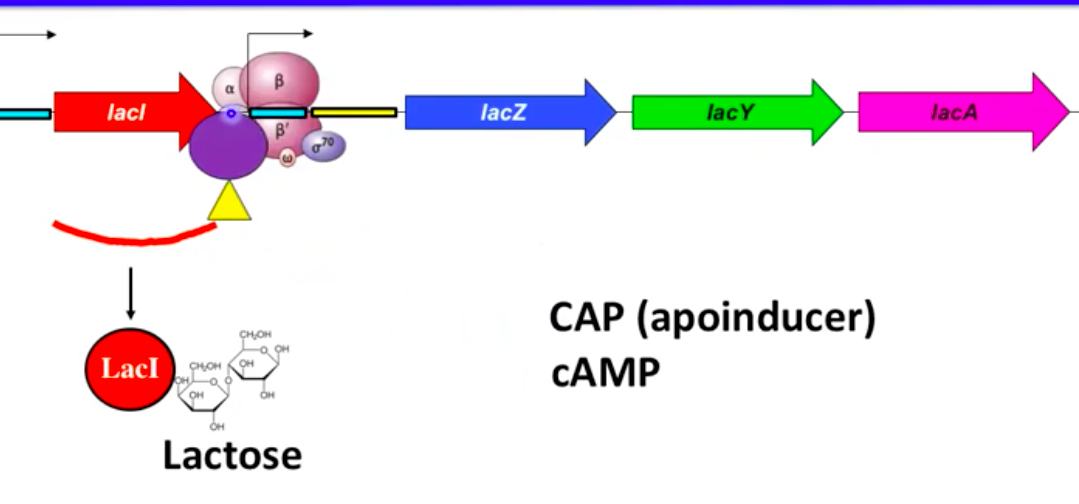 <ul><li><p><strong>Apoinducer</strong>: Protein that enhances gene expression</p></li><li><p><strong>Catabolite Activator Protein (CAP)</strong> binds promoter with <strong>cAMP</strong></p></li><li><p><strong>cAMP (cyclic AMP)</strong> levels vary with nutrient availability:</p><ul><li><p>Low glucose → high cAMP (forms CAP-cAMP complex)</p></li><li><p>High glucose → low cAMP (no CAP-cAMP complex)</p></li></ul></li></ul><p></p>