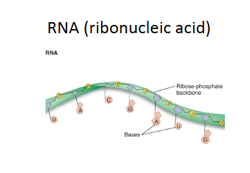 <p>RNA (Ribonucleic Acid)</p>