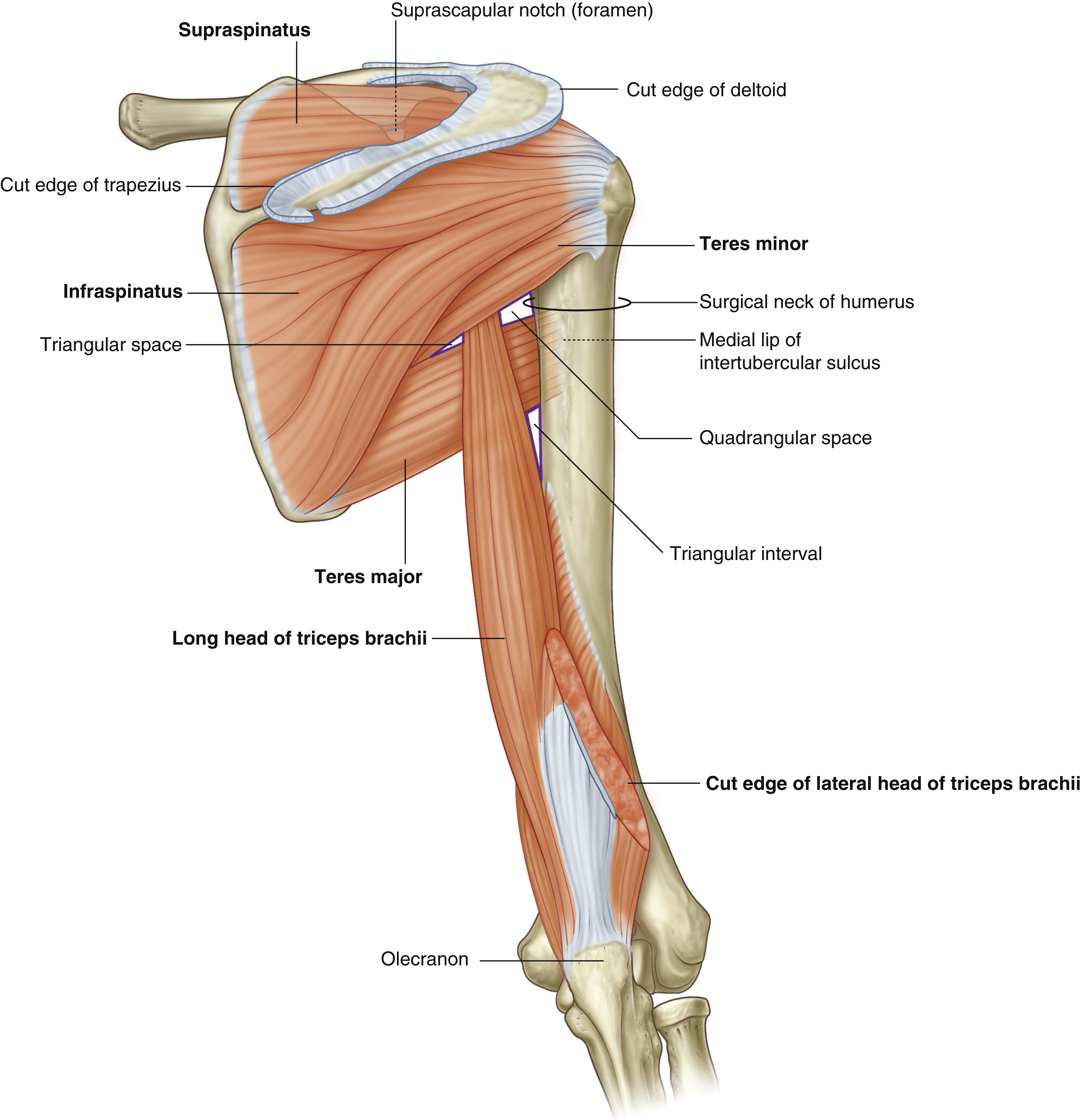 <p>Infraspinatus: insertion</p>