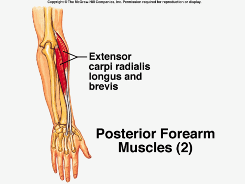 Dorsal Surface Of The Base Of The 3rd Metacarpal